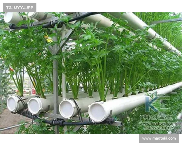 种植高地红石榴时需关注的气候土壤管理和栽培技巧要点 种植高地红石榴时需关注的气候土壤管理和栽培技巧要点